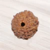 Eight Mukhi Rudraksha