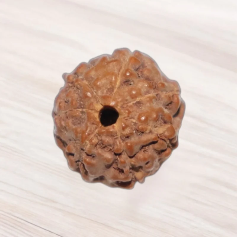 Eight Mukhi Rudraksha