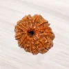 Eleven Mukhi Rudraksha