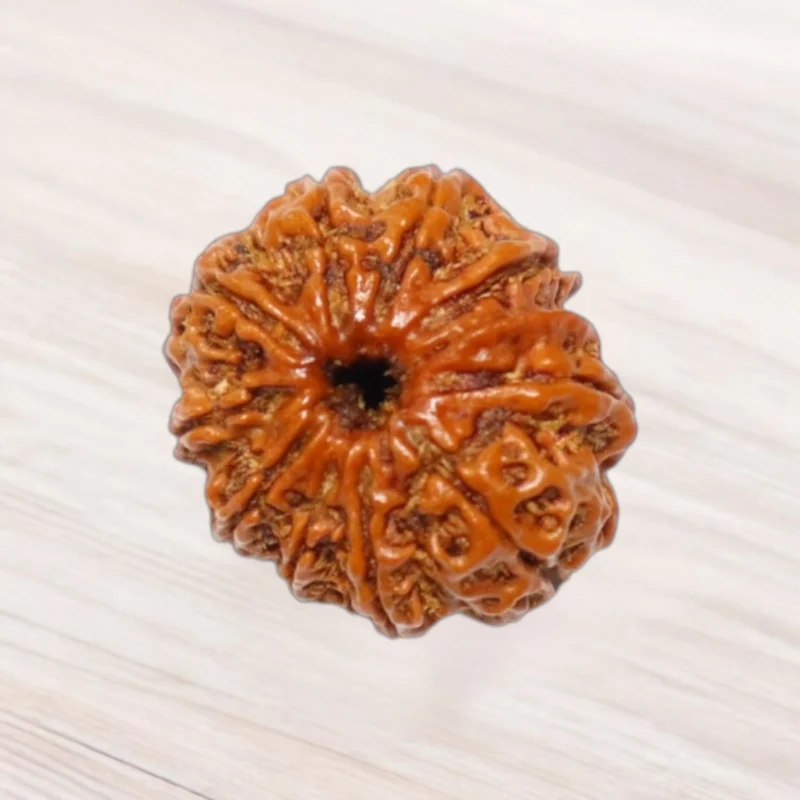 Eleven Mukhi Rudraksha