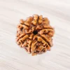 Five Mukhi Rudraksha