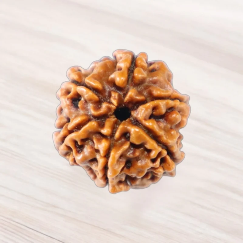 Five Mukhi Rudraksha