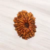 Fourteen Mukhi Rudraksha