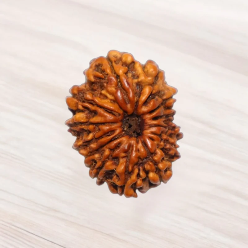 Fourteen Mukhi Rudraksha