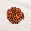 Ganesh Rudraksha