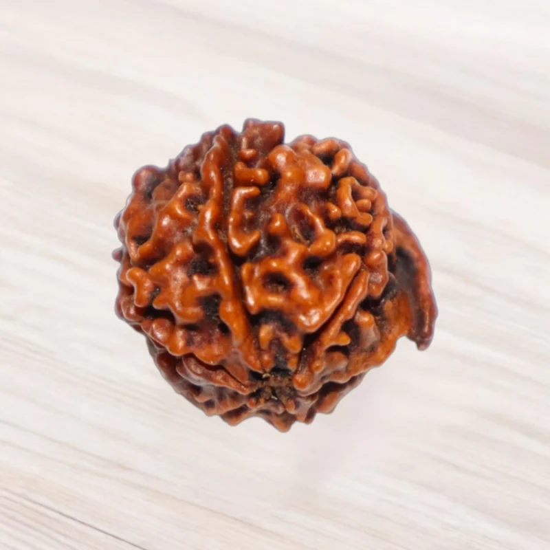 Ganesh Rudraksha