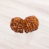 Gauri Shankar Rudraksha