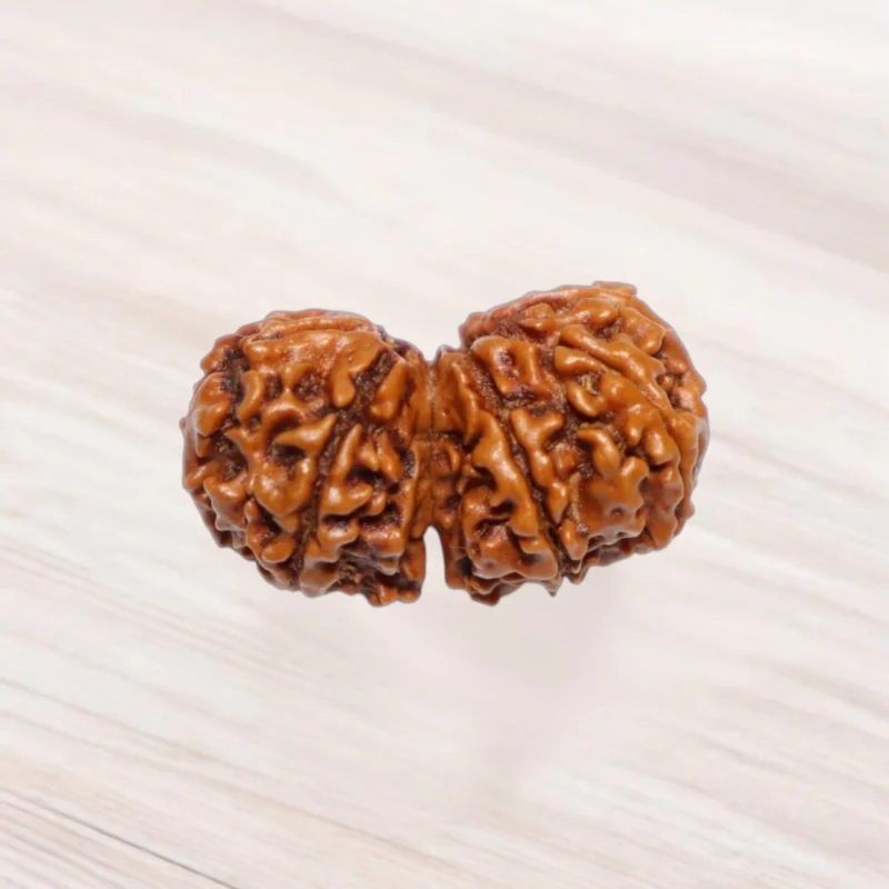 Gauri Shankar Rudraksha