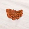 One Mukhi Rudraksha