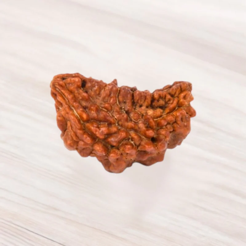 One Mukhi Rudraksha