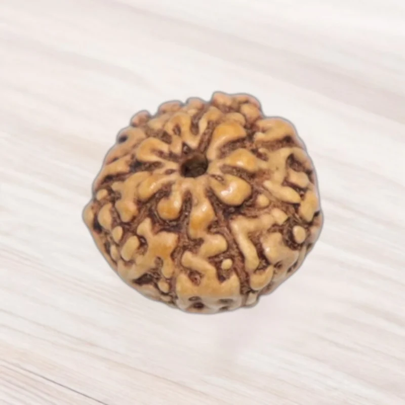 Seven Mukhi Rudraksha