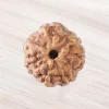 Six Mukhi Rudraksha
