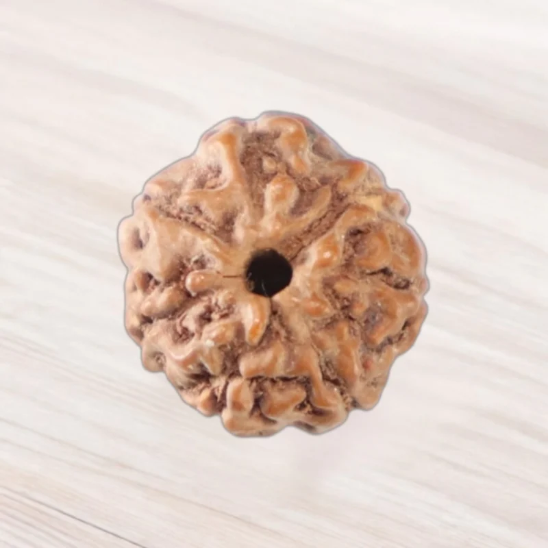 Six Mukhi Rudraksha