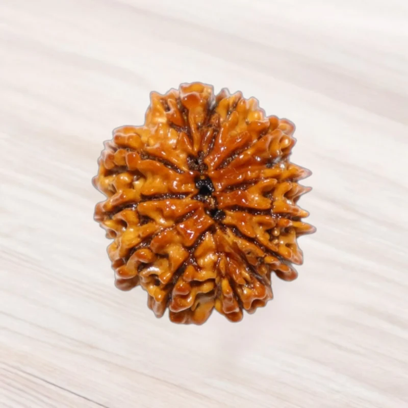 Thirteen Mukhi Rudraksha