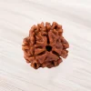 Three Mukhi Rudraksha