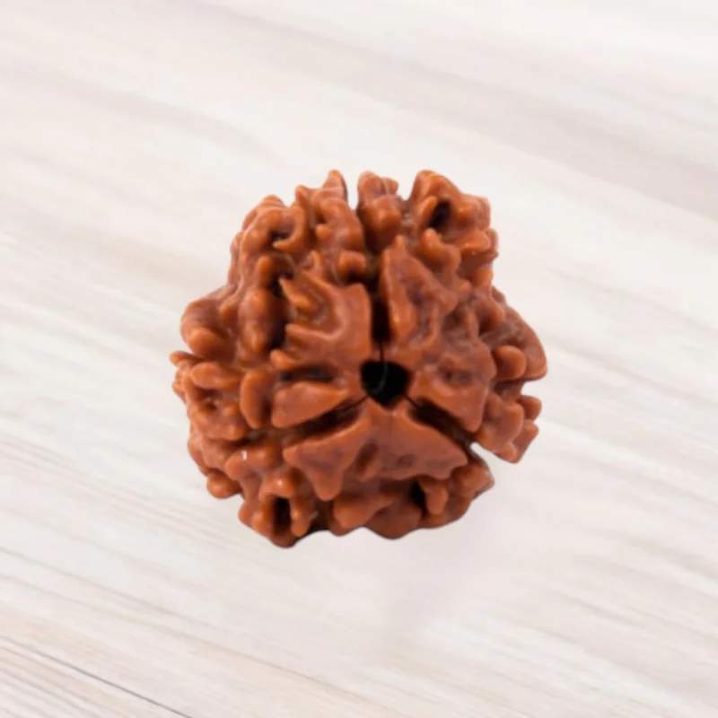 Three Mukhi Rudraksha