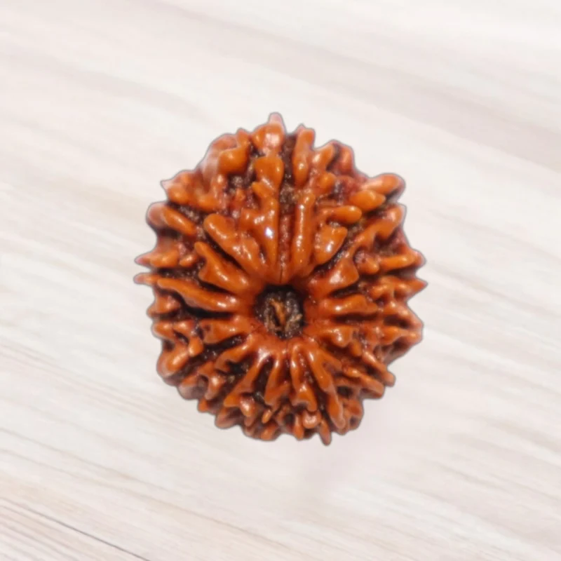 Twelve Mukhi Rudraksha