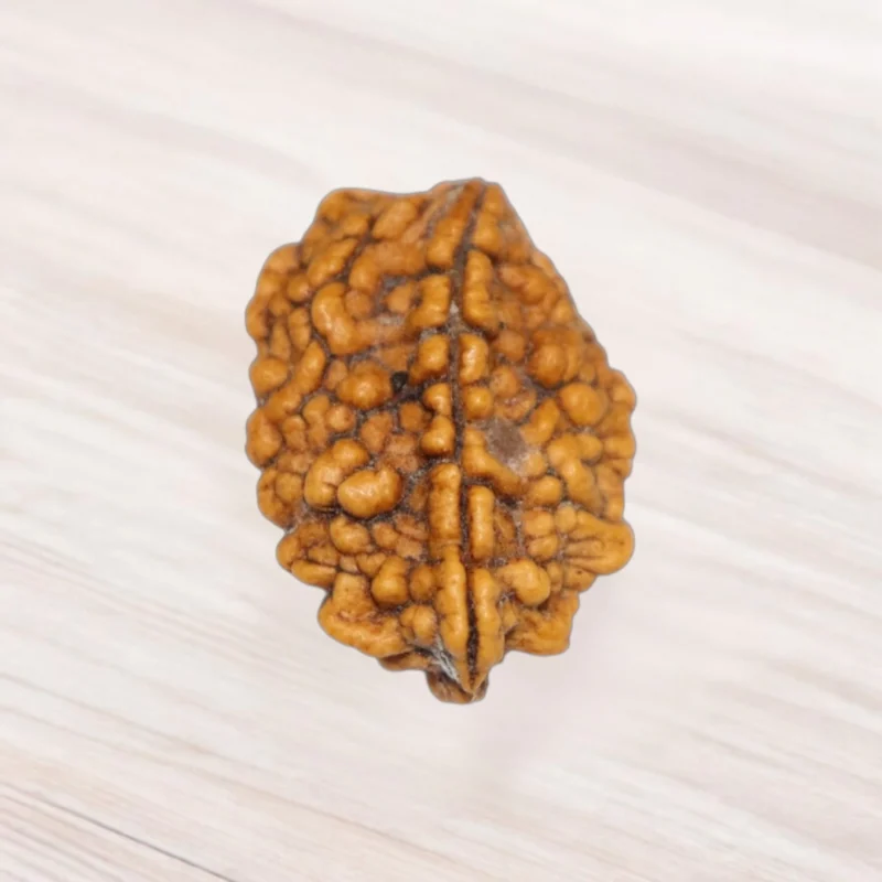Two Mukhi Rudraksha